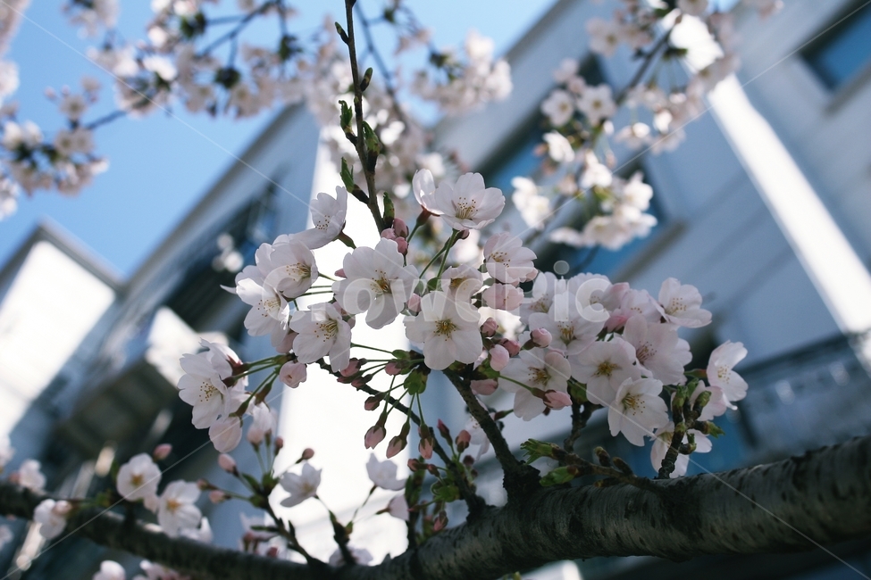 plant,cherryblossom,벚꽃,blossom,꽃,flower