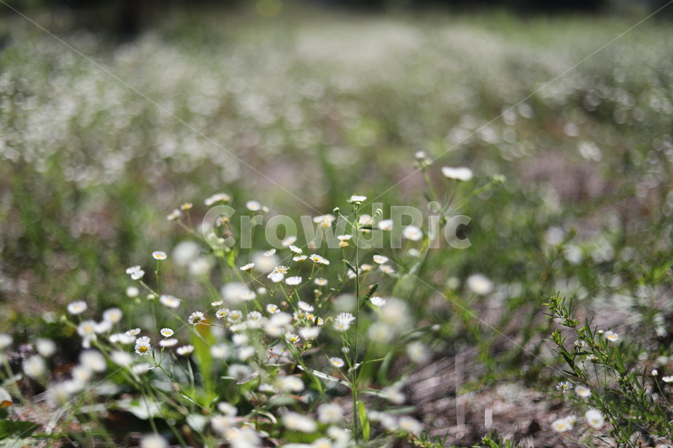 꽃,flower,하얀꽃,가을꽃,가을풍경,가을감성,식물,자연,plants,nature,꽃,flower