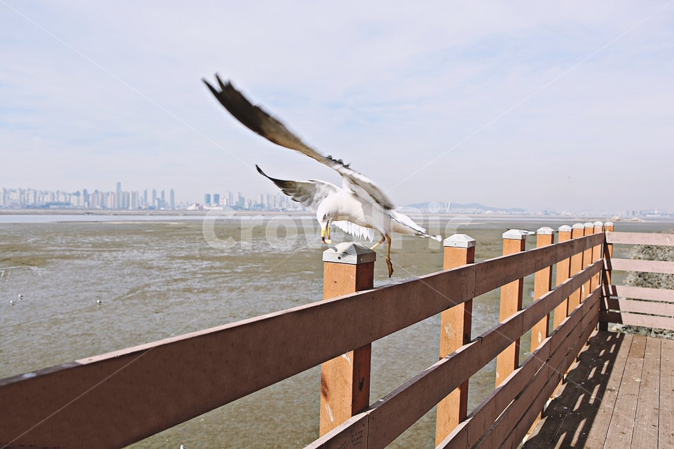 갈매기,조류,새,하늘,자연,풍경,배경,풍광,동물,animal,조류,새,birds