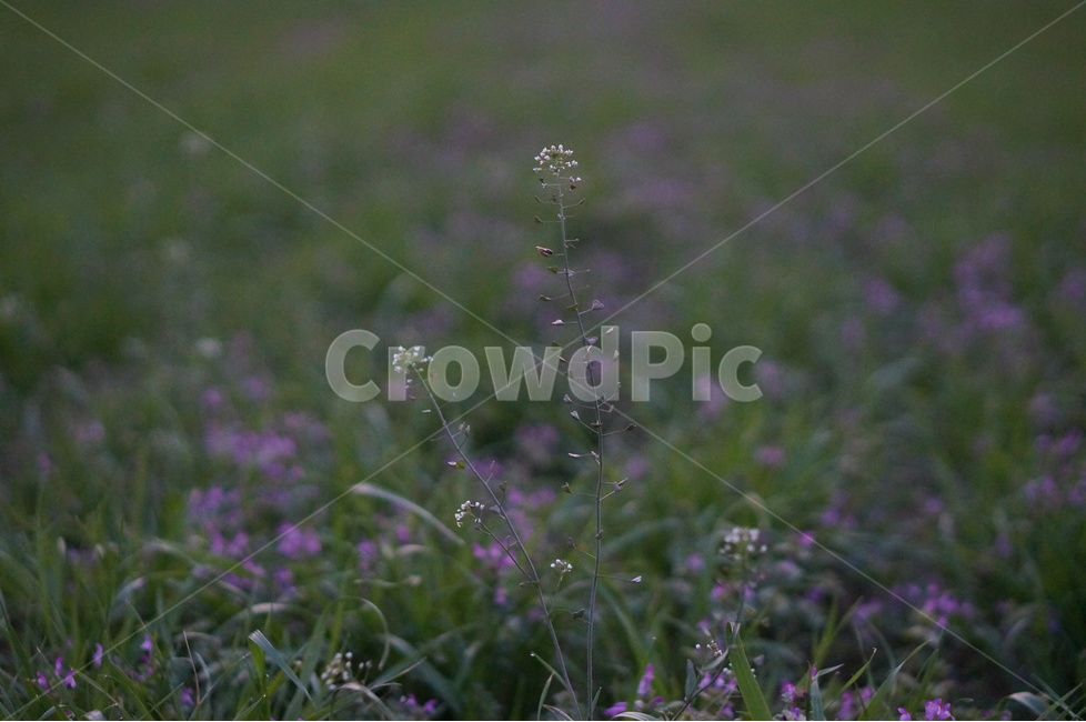냉이꽃,흰색,풀밭,봄,저녁,식물,자연,plants,nature,꽃,flower