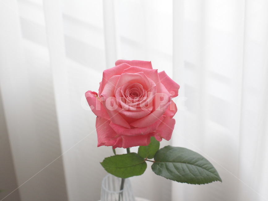 꽃,장미꽃,장미,플라워,핑크장미,꽃한송이,식물,자연,plants,nature,꽃,flower