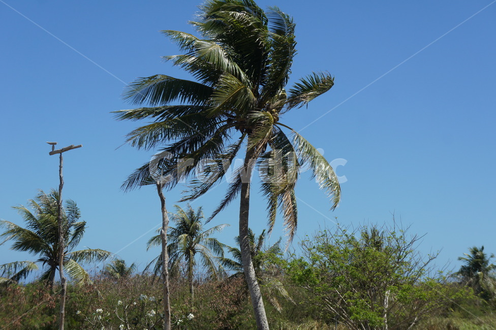 여름,하늘,맑음,나무,야자수,사이판,summer,tree,plant,arecaceae,palmtree