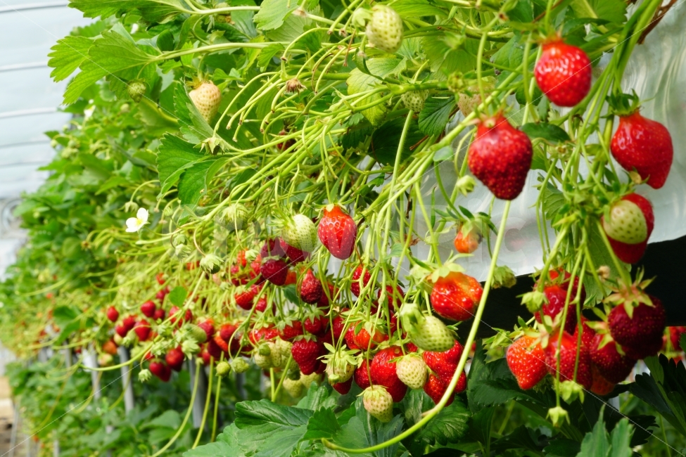 딸기,과일,열매,식물,자연,빨강,fruit,strawberry,nature,red,식물성,과실,농장,농작물,농산물,빨간,빨강색,빨간색,맛있는,맛있다,싱싱한,싱싱한다,수확,재배,과수원,음식,식재료,요리,food,cook,meal,dishes,food reserves,과일,열매,fruit,채소,야채,vegetables