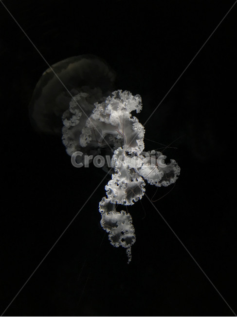 해파리,젤리피쉬,jellyfish,해양생물,animal,동물,아쿠아리움,수족관,명암,동물,animal