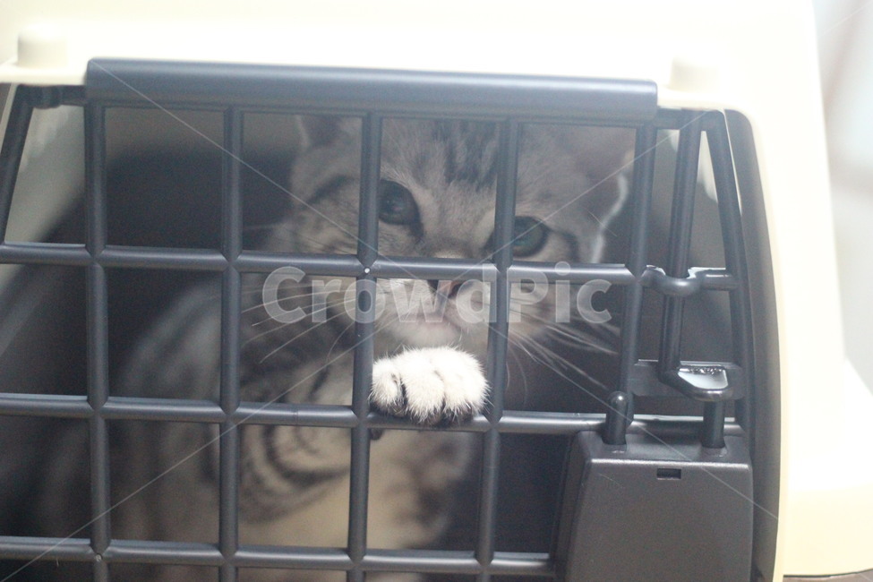 고양이,반려동물,애완동물,동물,반려묘,포유류,성묘,호기심,아메리카숏헤어,아메숏,아메리칸쇼트헤어,실버태비,애교,야옹이,야옹,cat,kitten,kitty,animal,animals,pet,mammal,americanshorthair,동물,animal,포유류,mammal,고양이,cat,kitten,kitty