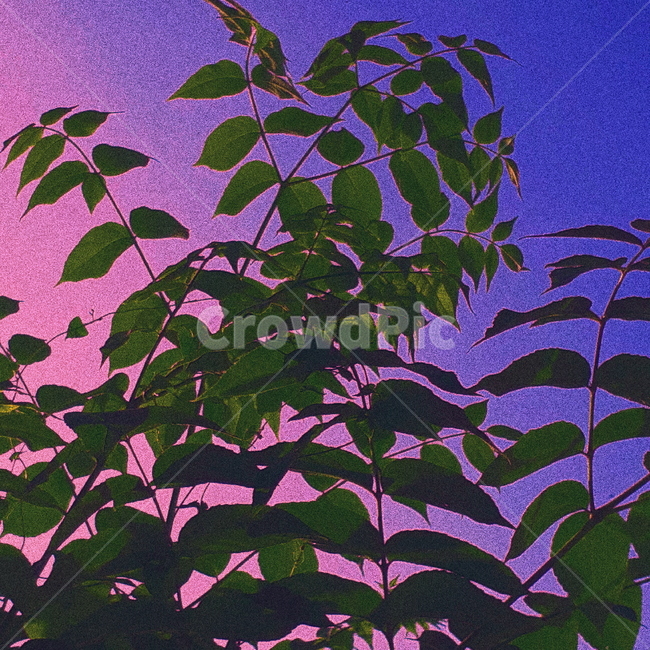 나뭇잎,밤,색감,하늘,감성,보라,파랑,색,색채,채도,식물,나무,잎,잎사귀,풀,풀잎,독특,식물,자연,plants,nature,색깔,색상,색채,색감,color sense,color sensitivity,feeling of color