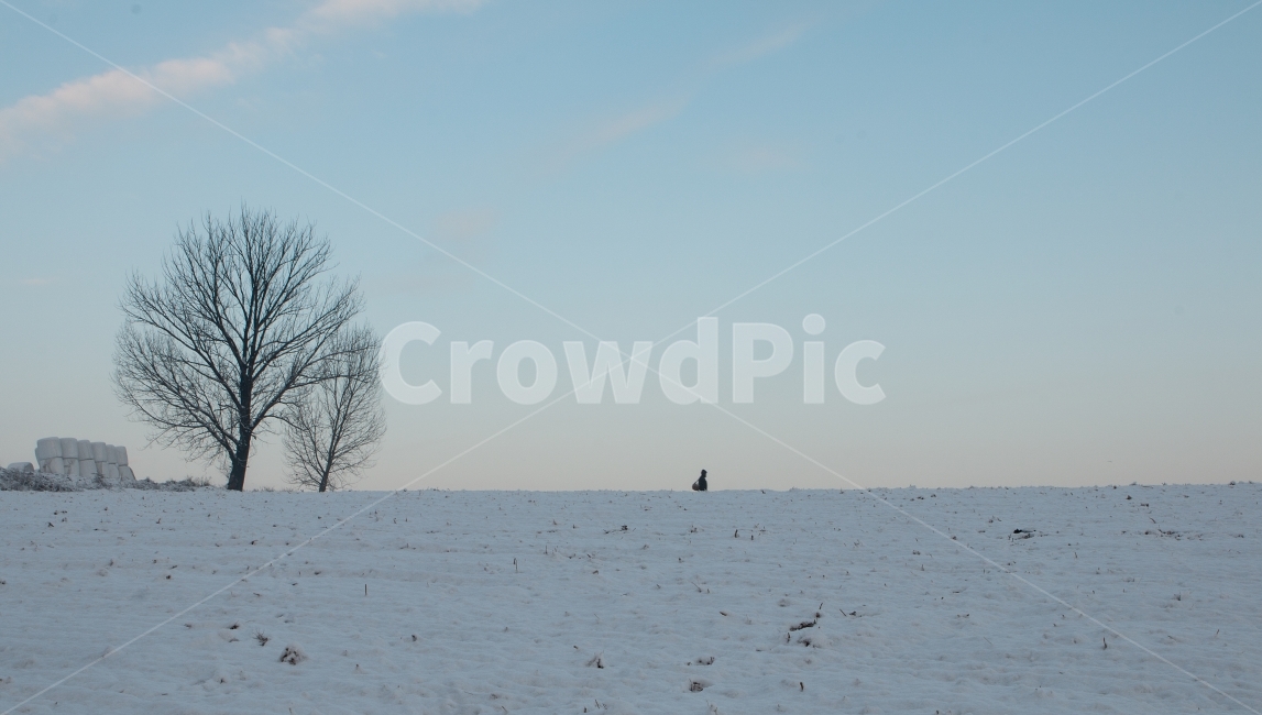 안성목장,눈,아침,새벽,고요,겨울,겨울아침,새해아침,고독,겨울,계절,winter,season,자연,풍경,nature,landscape