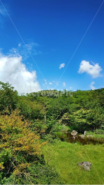 제주,한라산,1100고지,한라산1100고지,산,제주도,자연,nature,outdoors,옥외,자연,풍경,nature,landscape
