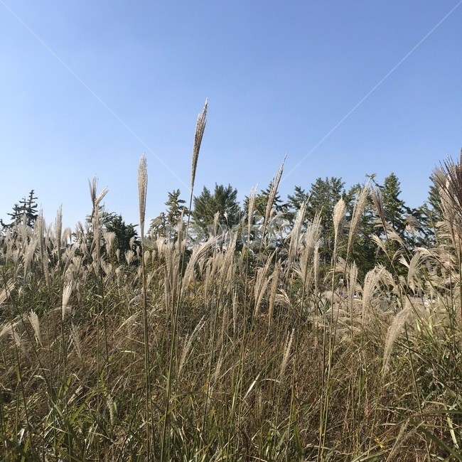 plant,식물,grass,갈대,reed,하늘,갈대밭,겨울,산책,평화로움