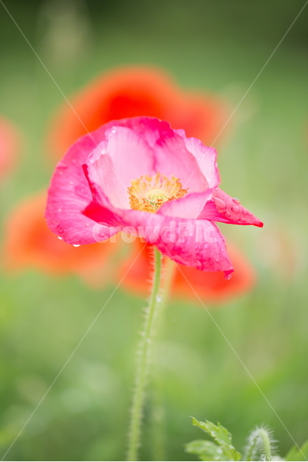 꽃,양귀비,봄,빗방울,붉은꽃,식물,자연,plants,nature,꽃,flower