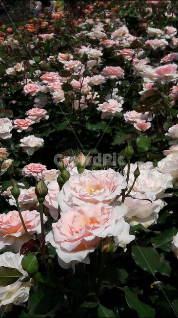 백만송이,장미원,꽃,장미,봉우리,식물,자연,plants,nature,꽃,flower