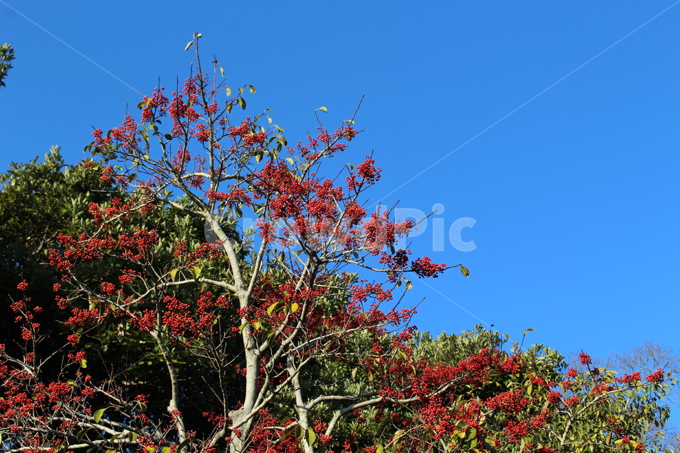 나무,열매,빨간열매,하늘,봄,식물,봄,계절,spring,season,식물,자연,plants,nature,나무,trees,wood,tree,plant