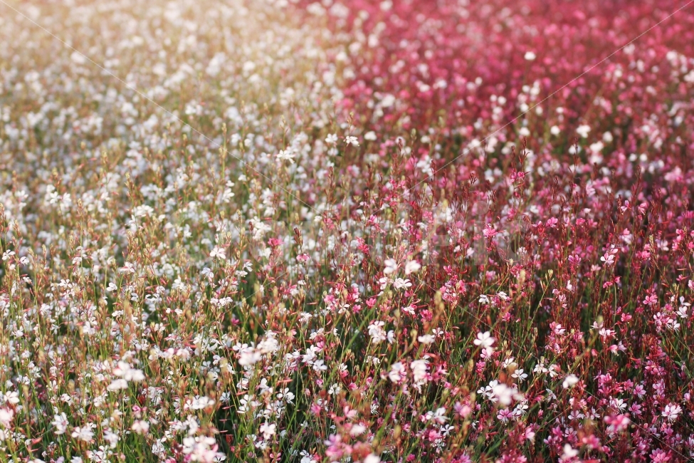 감성사진,가을사진,가을꽃,식물,꽃,자연,식물,자연,plants,nature,꽃,flower