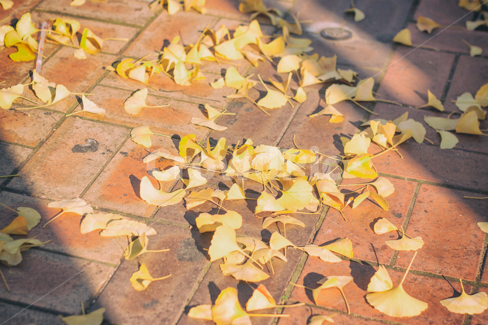 가을,낙옆,단풍,계절,자연,풍경,fall,maple,seasons,autumn,nature,landscape,가을,계절,fall,autumn,season,감성,sensible,feeling,leaf,잎,plant,식물,ground,바닥