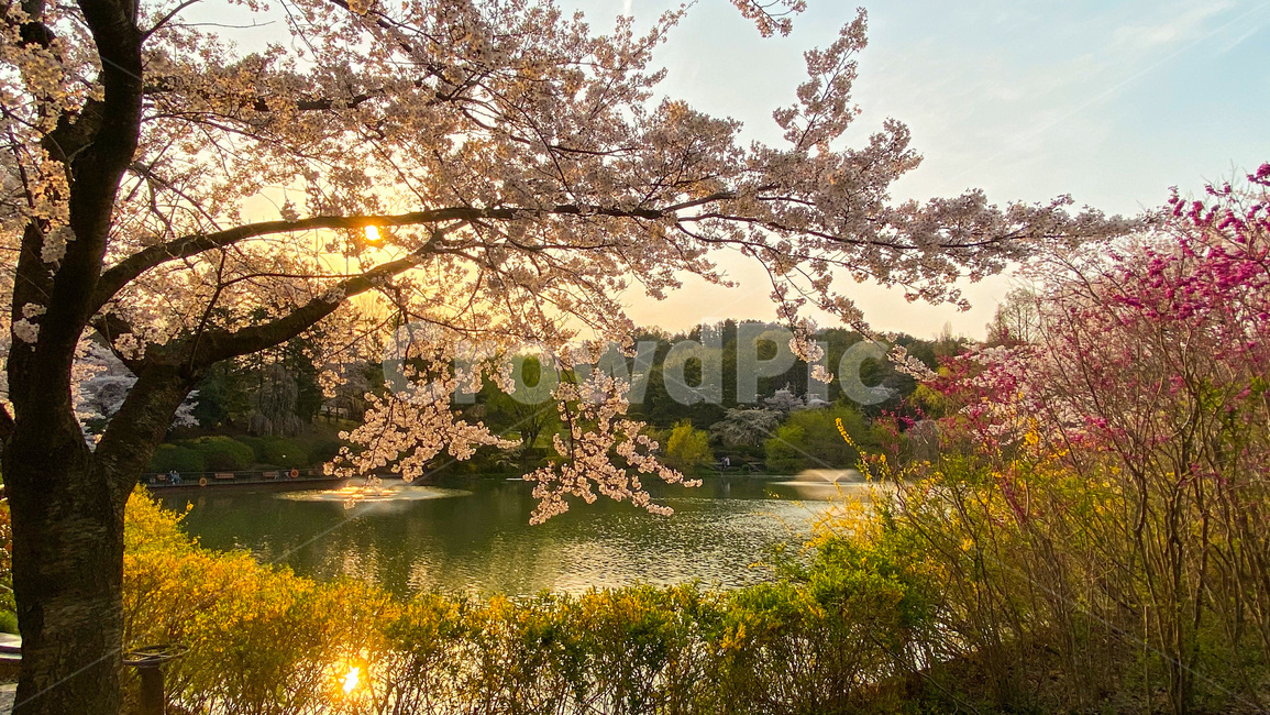 벚꽃,봄꽃,꽃,봄,flower,식물,blossom,plant,cherryblossom,파노라마,호수