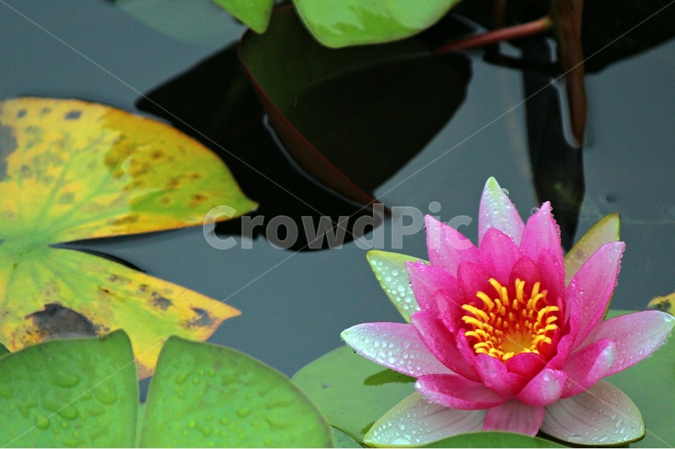 연꽃,비,녹색,빨강,인연,우아,영원회귀,식물,자연,plants,nature,꽃,flower