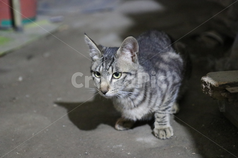 고양이,야간,길냥이,잿빛,얼룩,그림자,동물,animal,포유류,mammal,고양이,cat,kitten,kitty