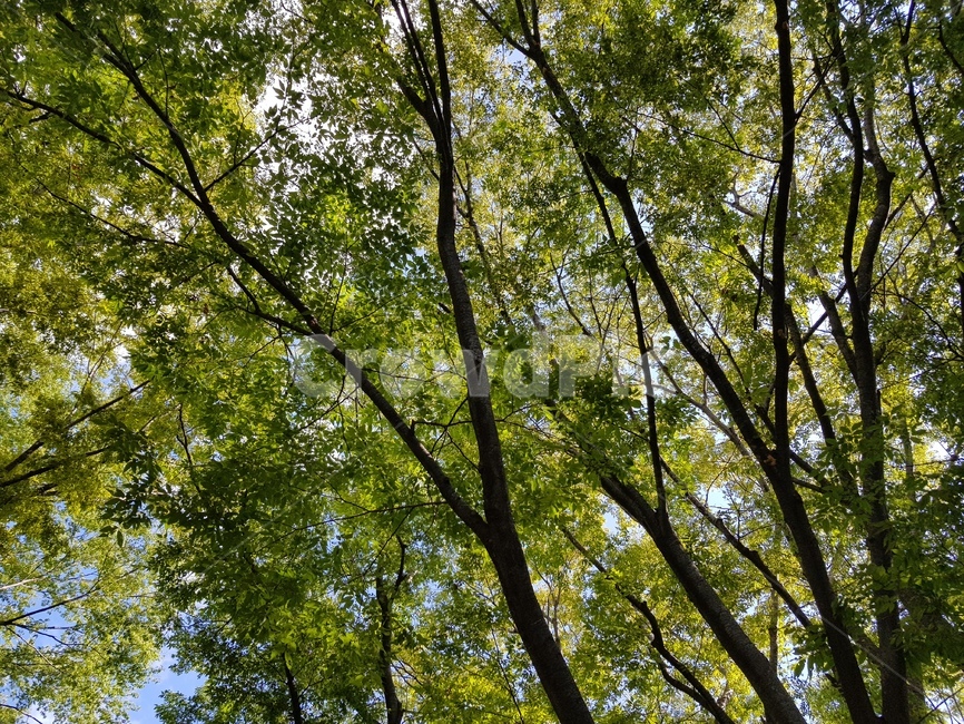 tree,나무,식물,treetrunk,나무줄기,자연,자연,풍경,nature,landscape,plant,tree trunk,나무 줄기