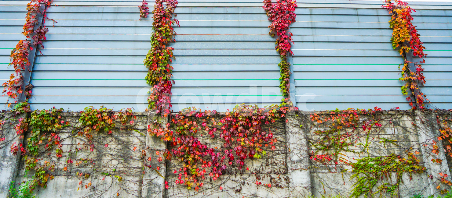 담장,팬스,담쟁이,넝쿨,단풍,가을,식물,가을,계절,fall,autumn,season,plant