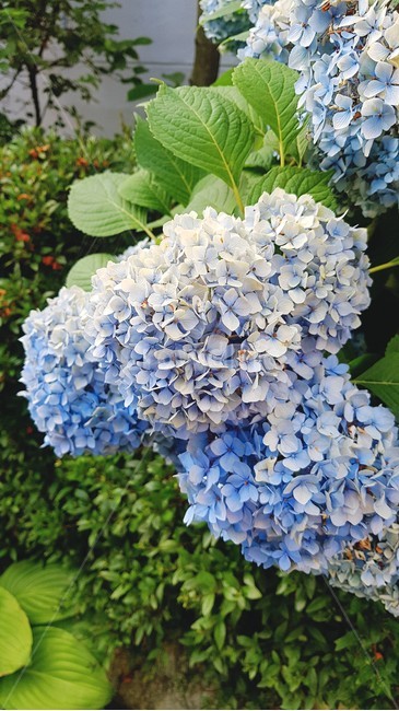 식물,bush,blossom,flower,꽃,수국,flowers,여름,summerflower,식물,자연,plants,nature,꽃,flower