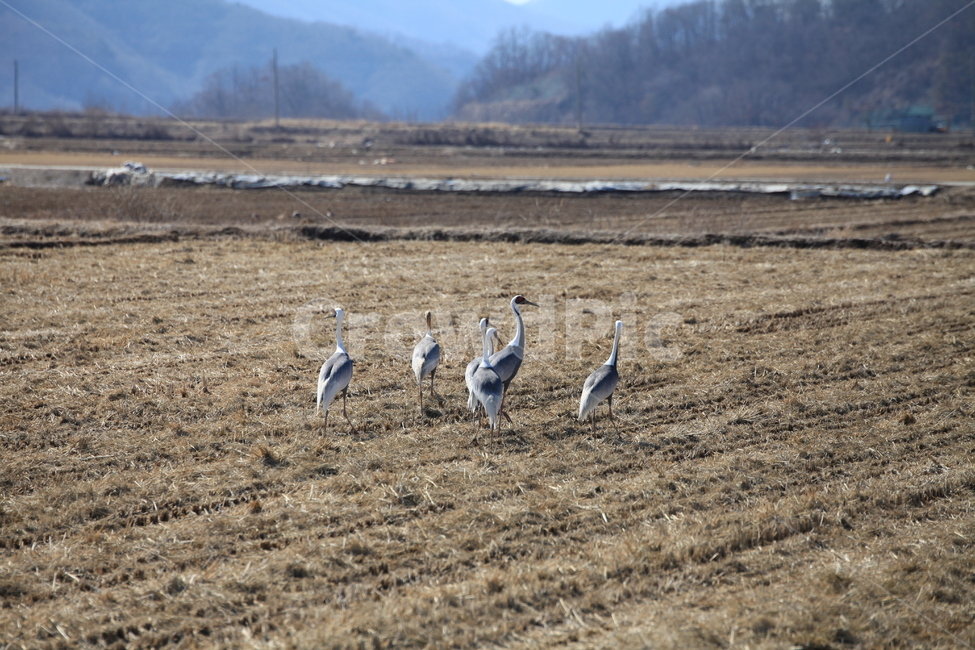 animal,동물,bird,새,ground,바닥,두루미,철새,조류,야생조류,풍경,자연,논,계절,겨울,자연풍경,동물,animal,조류,새,birds