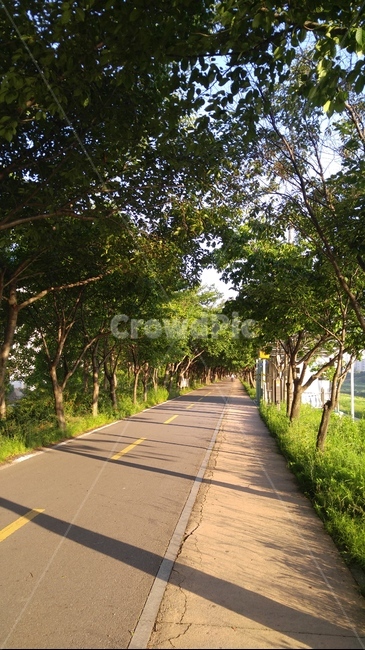 나무,tree,가로수,풍경,여름,산책로