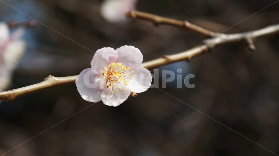 벚꽃,꽃,봄,정서,따뜻함,나뭇가지,봄,계절,spring,season,식물,자연,plants,nature,꽃,flower,plant