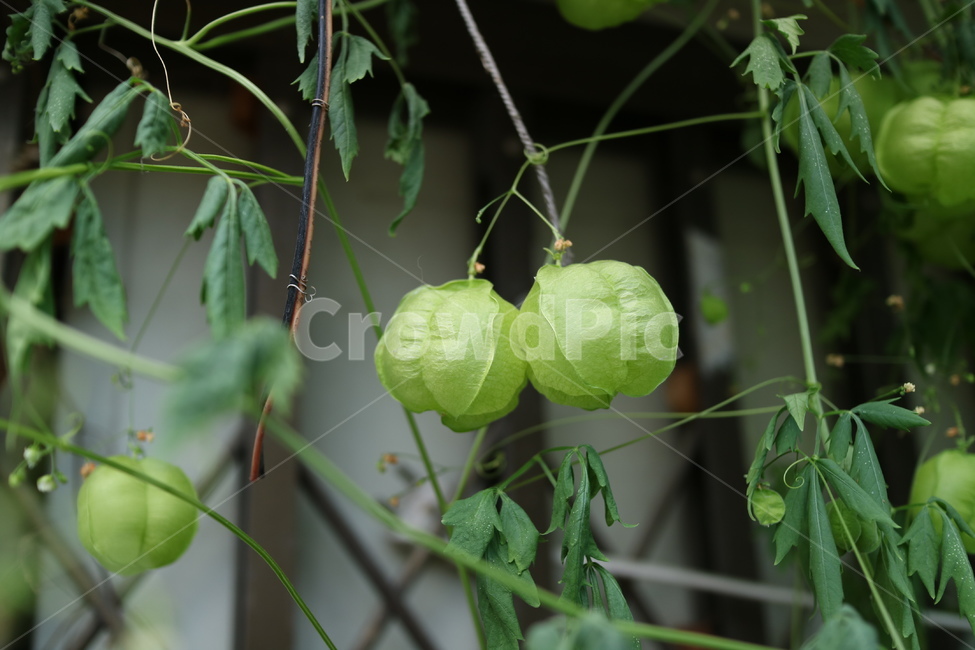 leaf,잎,plant,식물,열매,초록,자연