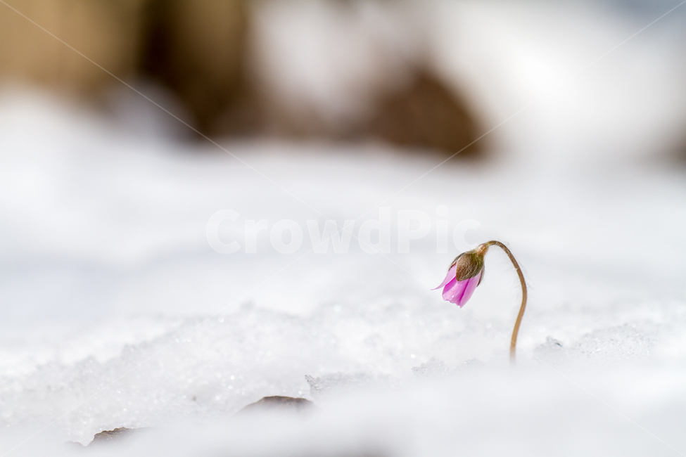봄,봄꽃,야생화,분홍노루귀,설화,봄,계절,spring,season,식물,자연,plants,nature,꽃,flower,plant,bird,새,animal,동물