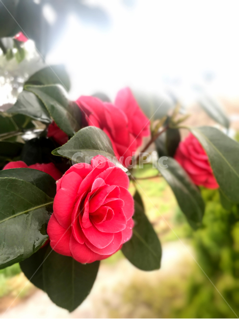 동백꽃,꽃,plant,blossom,flower,식물,자연,plants,nature,꽃,flower
