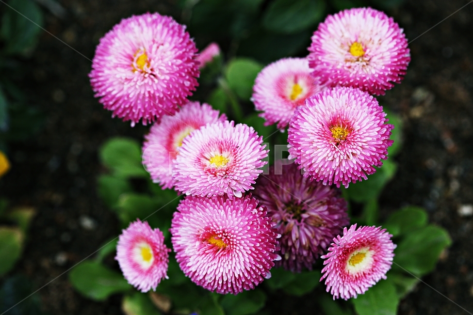 봄꽃,꽃,식물,자연,공원,배경,식물,자연,plants,nature,꽃,flower