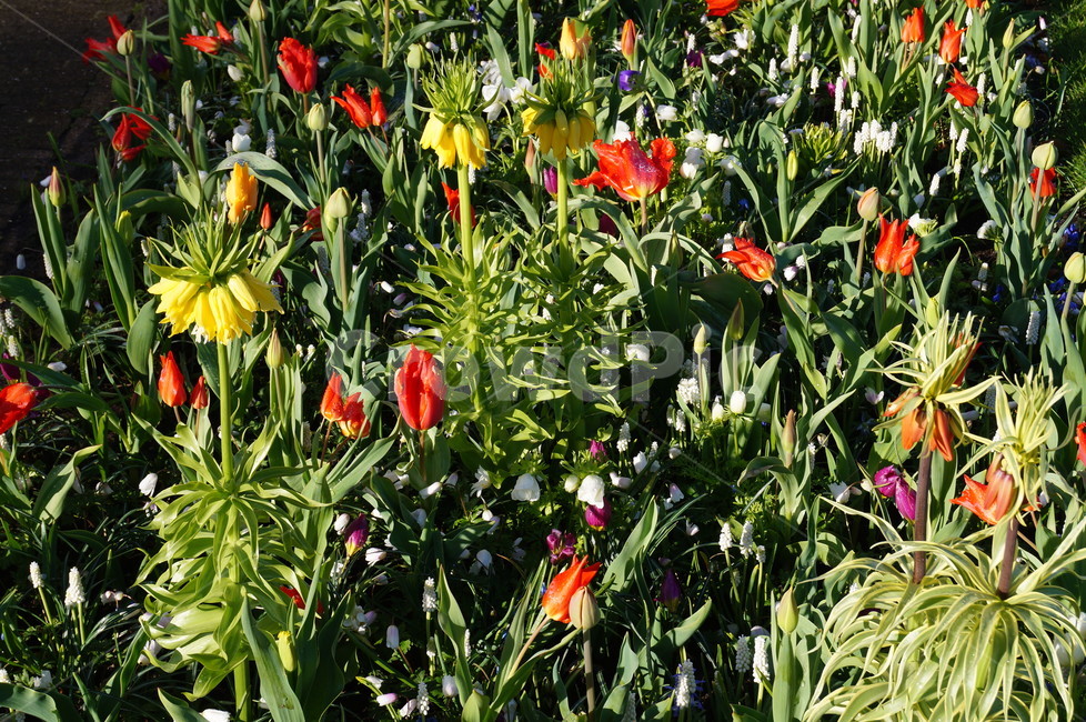 꽃,정원,식물,꽃축제,봄꽃,식물,자연,plants,nature,꽃,flower