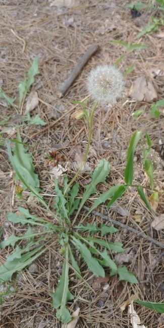 민들레,민들레씨,꽃,식물,민들레꽃,공원,봄,풀,flowers,plant,park,dandelion,spring,자연,plants,nature,식물,자연,plants,nature