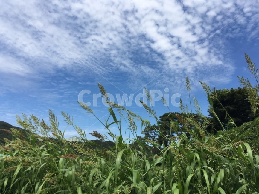 자연,하늘,풍경,벼,가을,구름,맑음,자연,풍경,nature,landscape,식물,plants,plant,grass,잔디,vegetation,초목