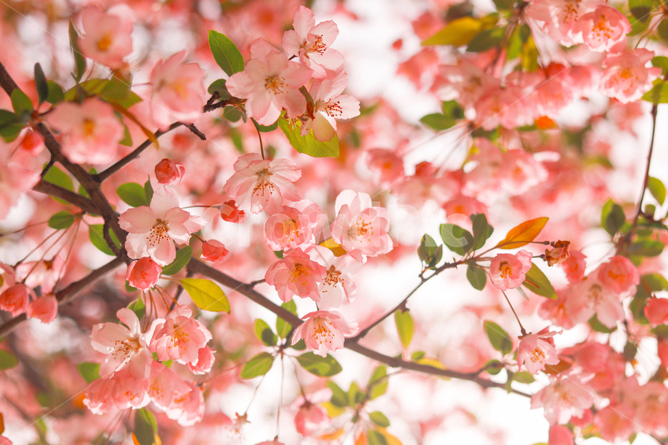 봄,꽃,벚꽃,4월,분홍색,핑크색,핑크,봄,계절,spring,season,식물,자연,plants,nature,꽃,flower,감성,sensible,feeling,색깔,색상,색채,색감,color sense,color sensitivity,feeling of color,plant