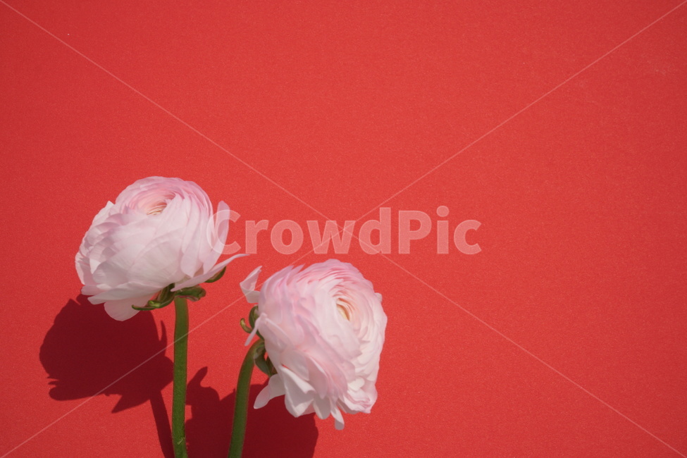 꽃2송이,꽃,flower,꽃사진,배경있는꽃사진,식물,자연,plants,nature,꽃,flower,색깔,색상,색채,색감,color sense,color sensitivity,feeling of color