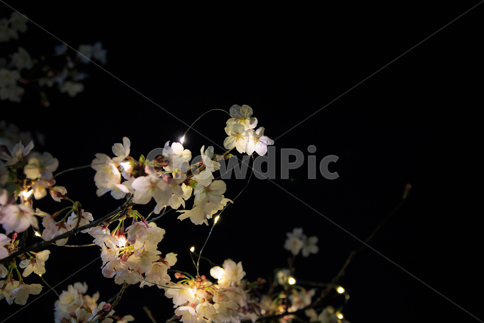 야간,벚꽃,야간번꽃,led벚꽃,벚꽃사진,야경벚꽃,봄,계절,spring,season,야경,밤,풍경,nightscape,night,landscape,식물,자연,plants,nature,꽃,flower,plant