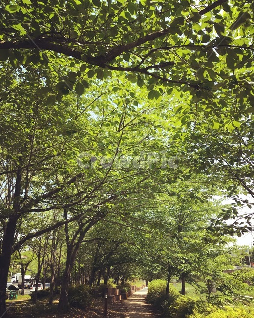 여름,푸름,초록,싱그러움,5월