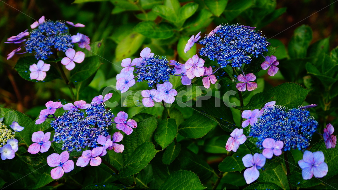 수국,산수국,꽃,꽃사진,태종대,식물,식물,자연,plants,nature,꽃,flower