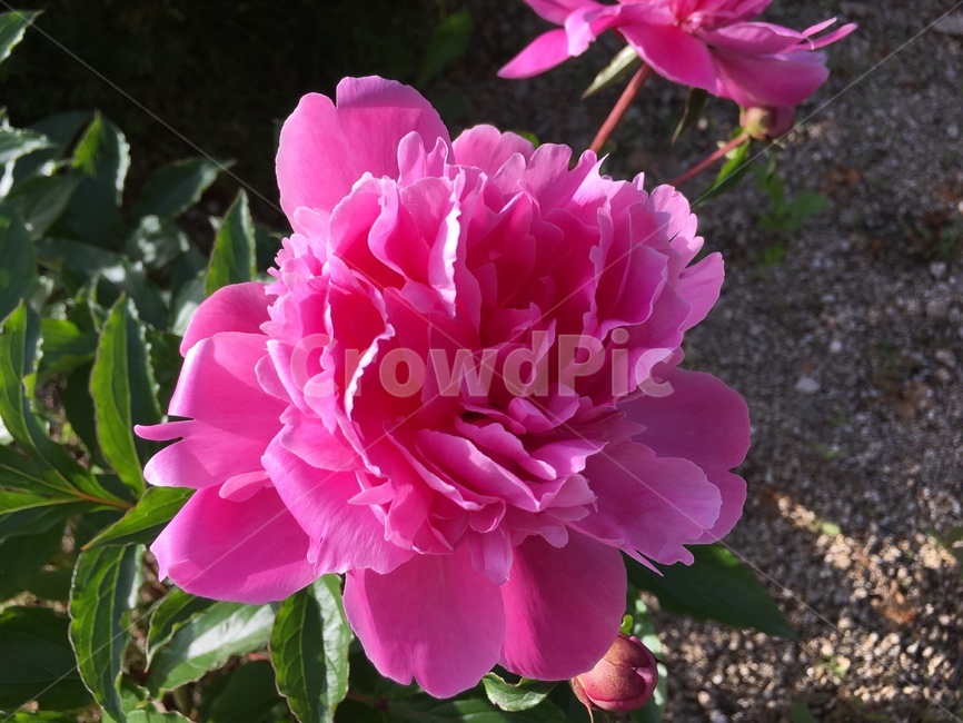 식물,자연,꽃,분홍꽃,작약,작약꽃,식물,자연,plants,nature,꽃,flower