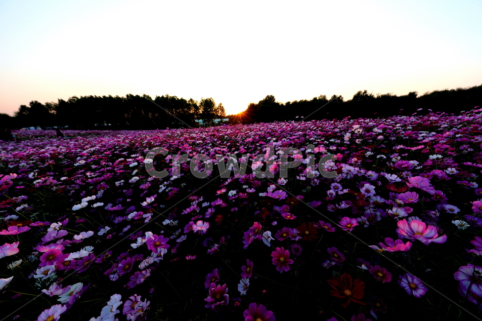 노을,식물,꽃,가을,계절,가을,계절,fall,autumn,season,자연,풍경,nature,landscape,식물,plants,꽃,flower,petal,꽃잎,plant,blossom