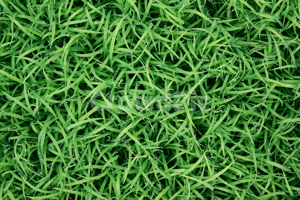풀,벼,물방울,빗방울,잔디,모내기,농사,논농사,탑앵글,wet,젖은,clean,closeup,drop,farm,field,fresh,grass,green,식물,greenrice,grow,lawn,meadow,nature,nobody,outdoor,pattern,plant,rain,rice,spring,texture,topangle,water,waterdrop,녹색,초록색,그린,봄,탑뷰,물,모,싹,새싹,풀밭,이슬,젖어있는,잔디밭,클로즈업,비오는날,자연,잎,잎사귀,나뭇잎,풀잎,식물,자연,plants,nature,비,비오는날,rain,rainy