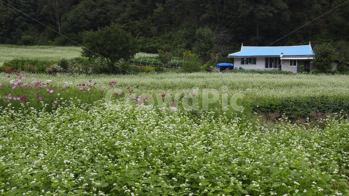 자연,풍경,scenery,view,nature,grassland,목초지,field,들,outdoors,옥외,countryside,farm,농장,rural,농촌