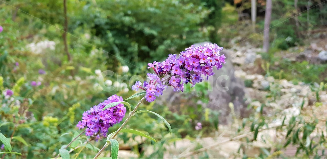 꽃,식물,자연,보라색,purple,이쁨,풍경,초록색,green,나무,trees,식물,자연,plants,nature,꽃,flower
