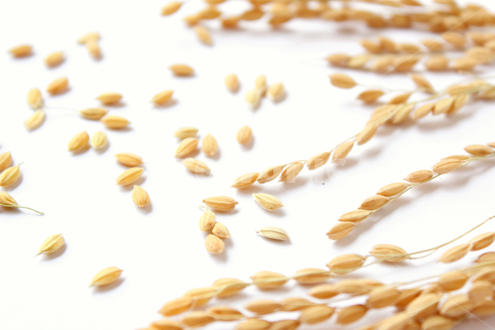 쌀,벼,곡식,곡물,음식,식재료,요리,곡류,rice,cereal,dry,ear,farming,food,gold,grain,harvest,isolated,korea,meal,nutrition,organic,plant,seed,yellow,cook,곡류,곡식,cereals,연출,컨셉,콘셉,direction,concept