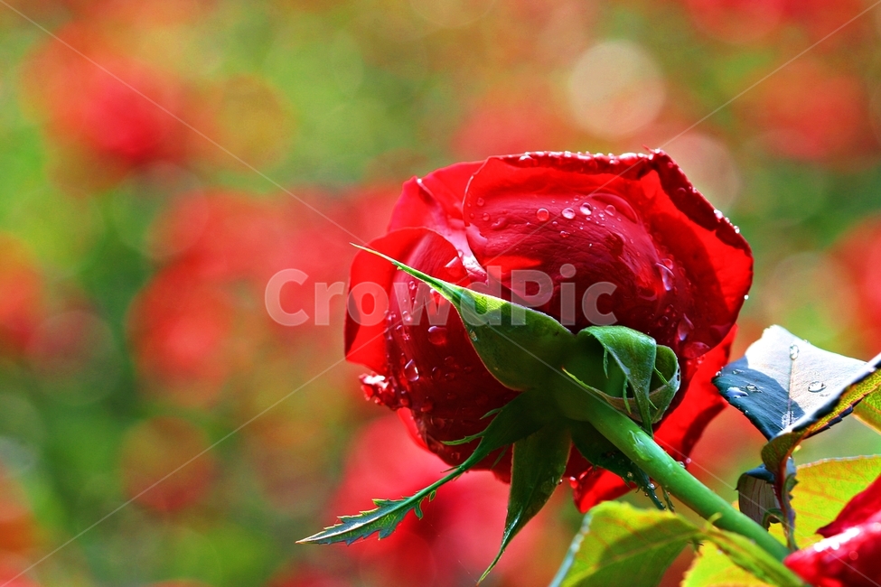 장미,꽃,배경,자연,플라워,식물,자연,plants,nature,꽃,flower