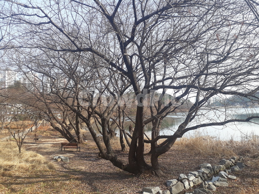 울산공원,선암호수공원,겨울호수,겨울나무,겨울풍경