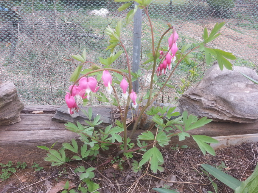 summer,spring,flower,봄여름,꽃,식물