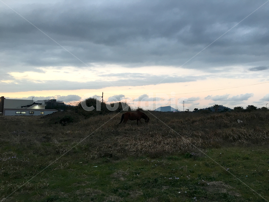 벌판,말,조랑말,풍경,해질녘,자연,경치,제주,jejuisland,landscape,자연,풍경,nature,landscape,제주도,jeju,jeju island,outdoors,옥외,grassland,목초지,field,들