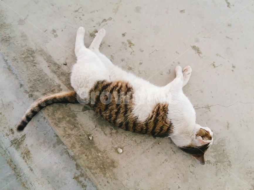 고양이,길고양이,고양이전신,고양이뒷모습,누워있는고양이,동물,animal,포유류,mammal,고양이,cat,kitten,kitty